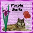 square 25, purple wolfe