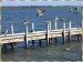 Mutton birds & seagulls