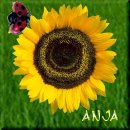 square 65, Anja