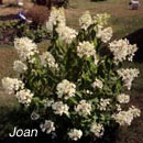 square 86, Joan