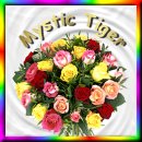 square 95, Mystic Tiger