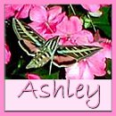square 46, Ashley