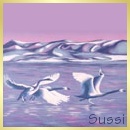 Sussi