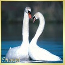 Sussi