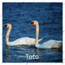 Toto