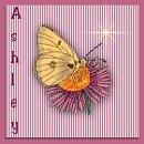 square 47, Ashley
