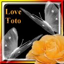 square 36, Toto