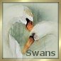 Swans